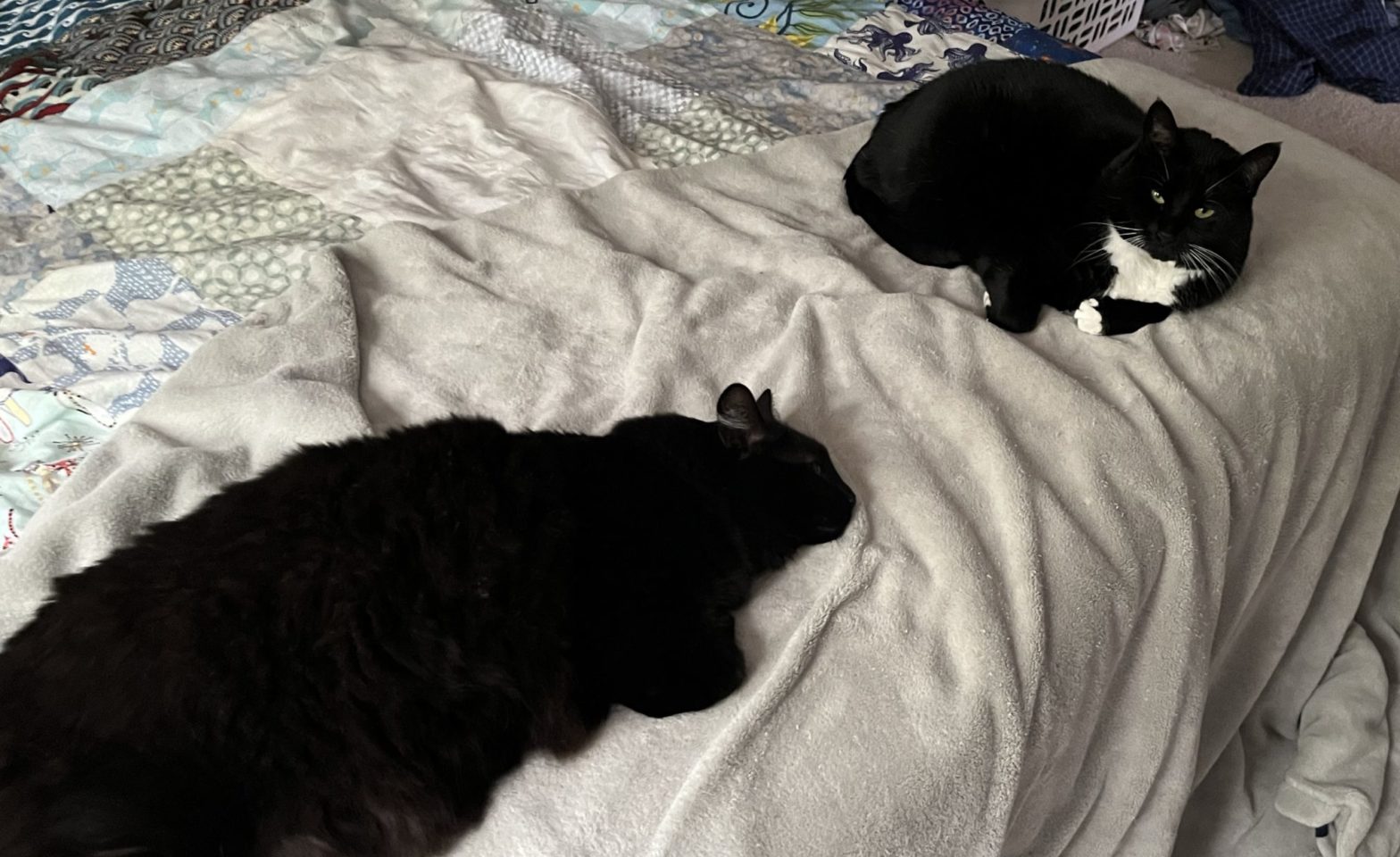 two cats on a bed