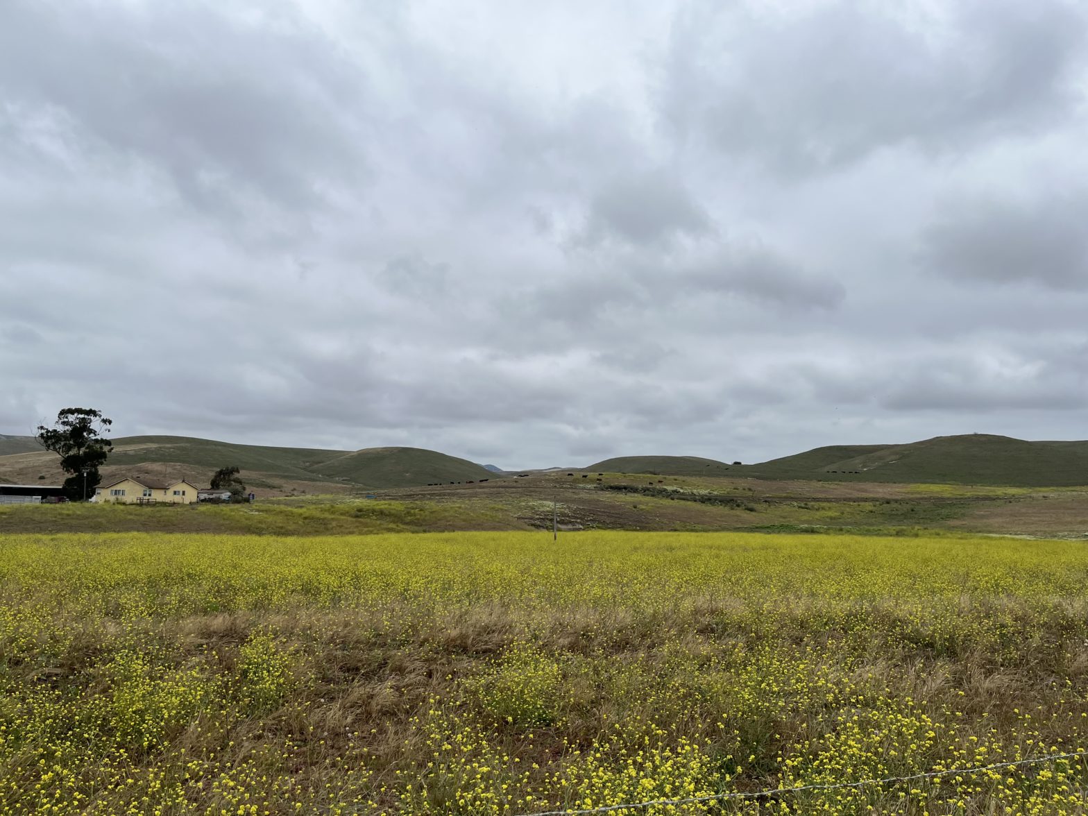 image of California pasture from the ALC2023